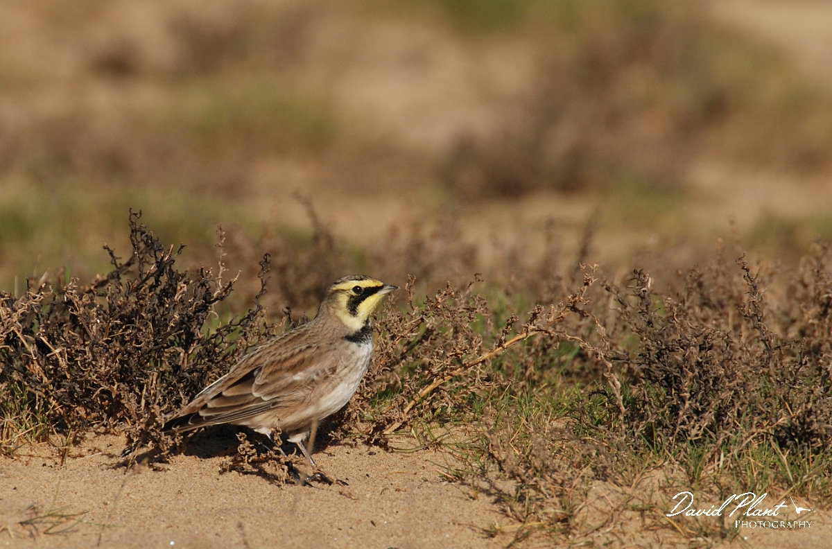 David Plant Photography - Wildlife Photographer - Shore lark - F.jpg - Shore lark - Norfolk